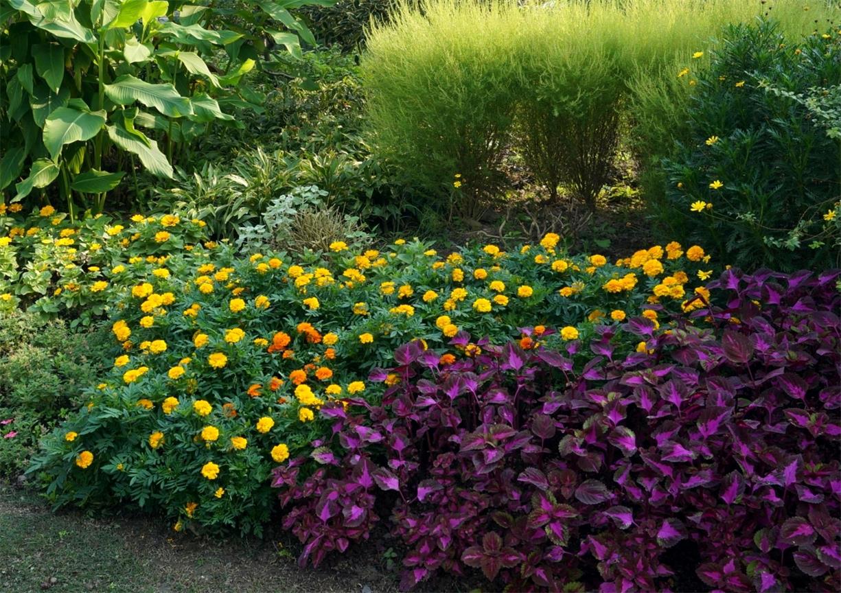 冬季植物景观中比较喜爱的类型:【多选题】一,二年生的草花花境以灌木