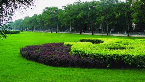 建环学院前广场植物造景设计问卷调查