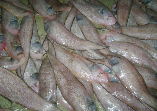 泥猛白饭鱼鳗鱼带鱼金昌鱼沙尖鱼石九公马友鱼青占鱼青斑鱼芝麻斑鲳鱼