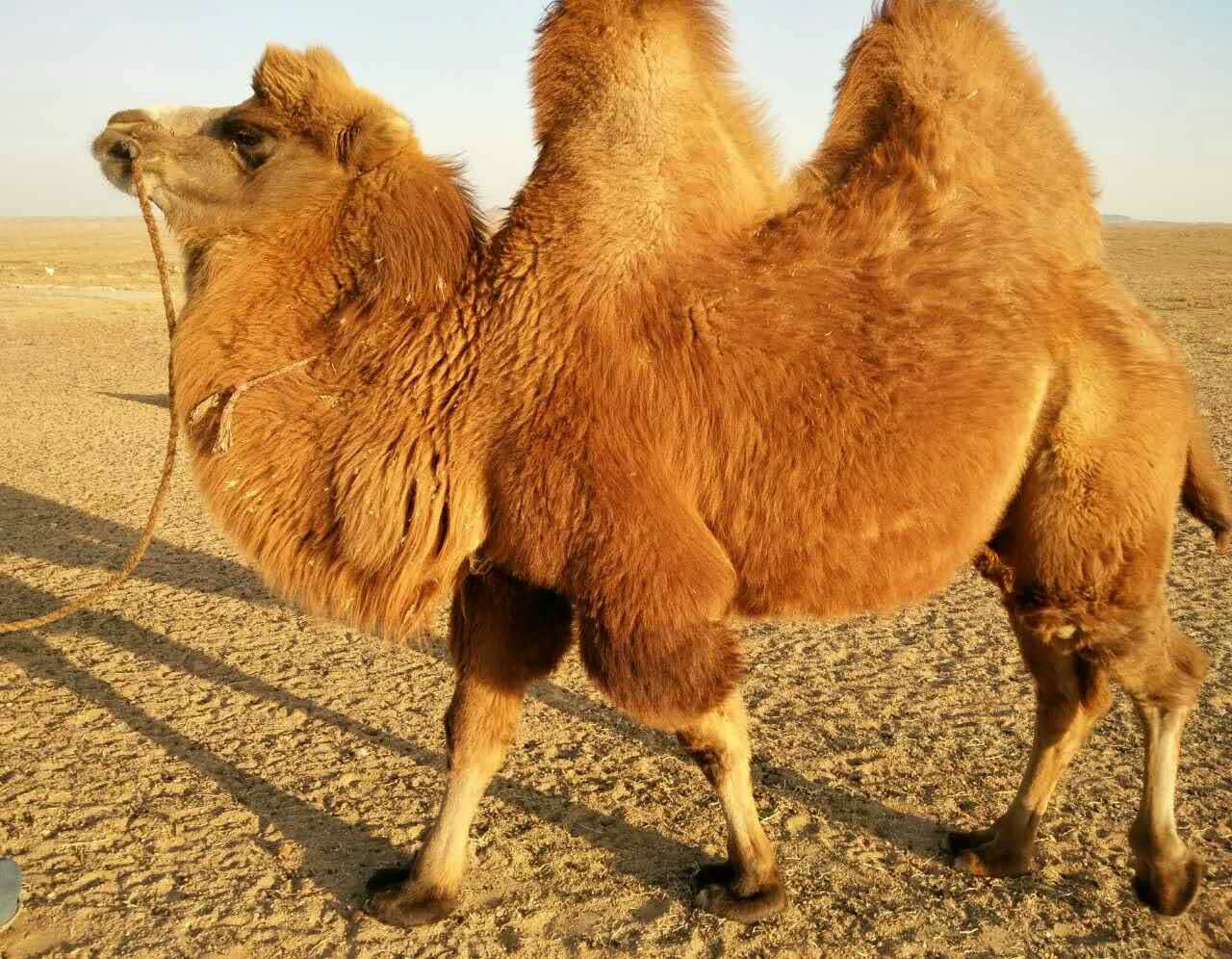 阿拉善2017蒙古语网络春晚骆驼选美比赛投票二